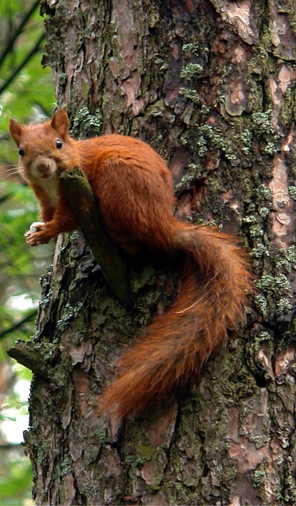 Белка на большом дереве