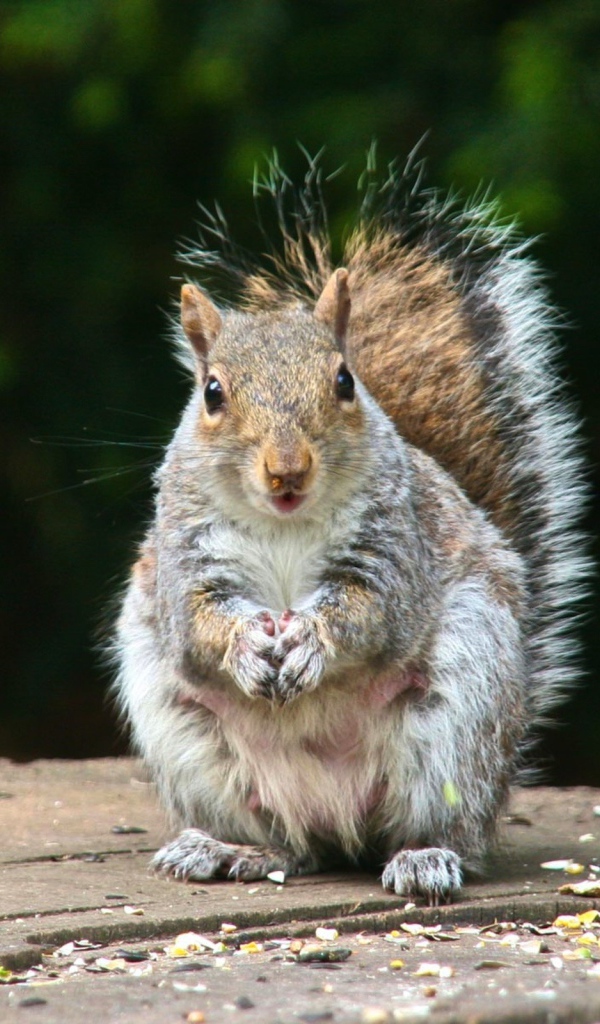 Белка на пне