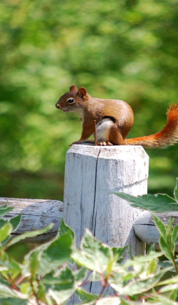 Белка на белом заборе