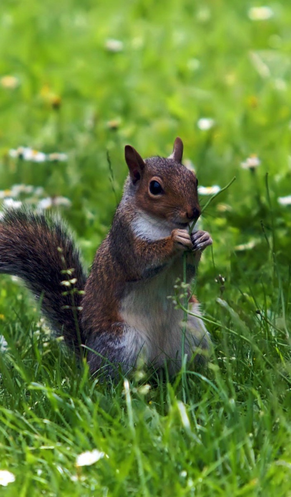 Белка с веточкой