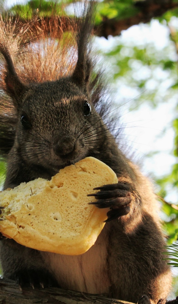  Белка с печеньем