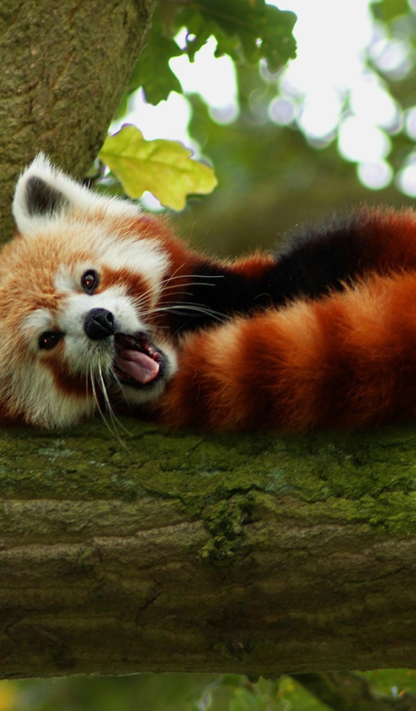 Енот ворует еду у кошек