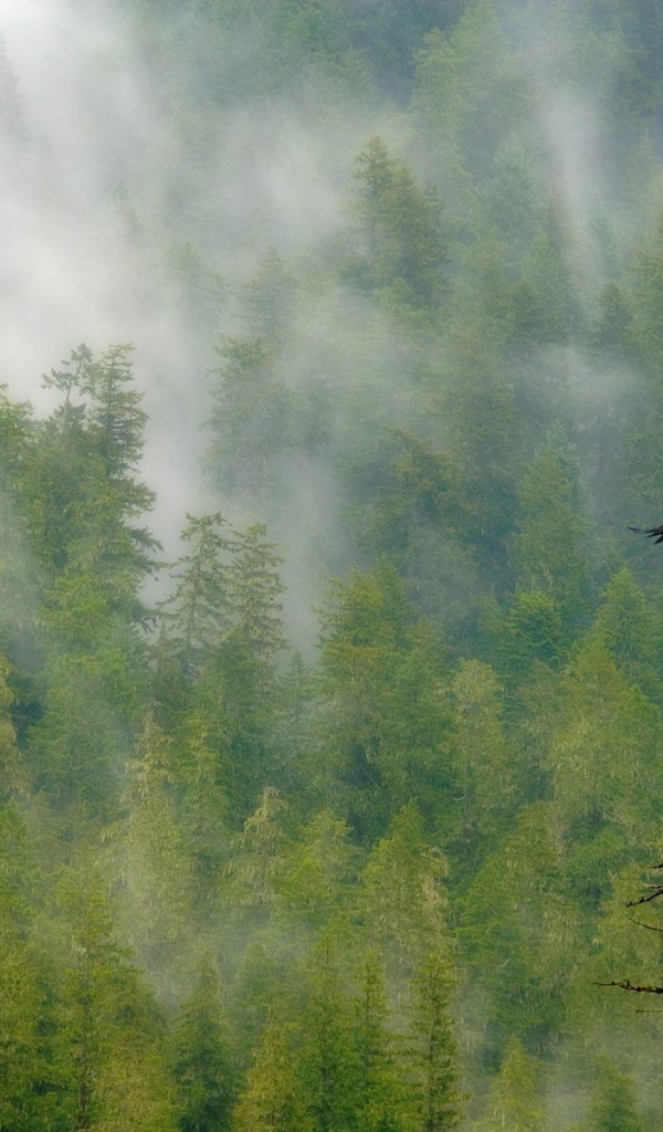 Орел парит над лесом
