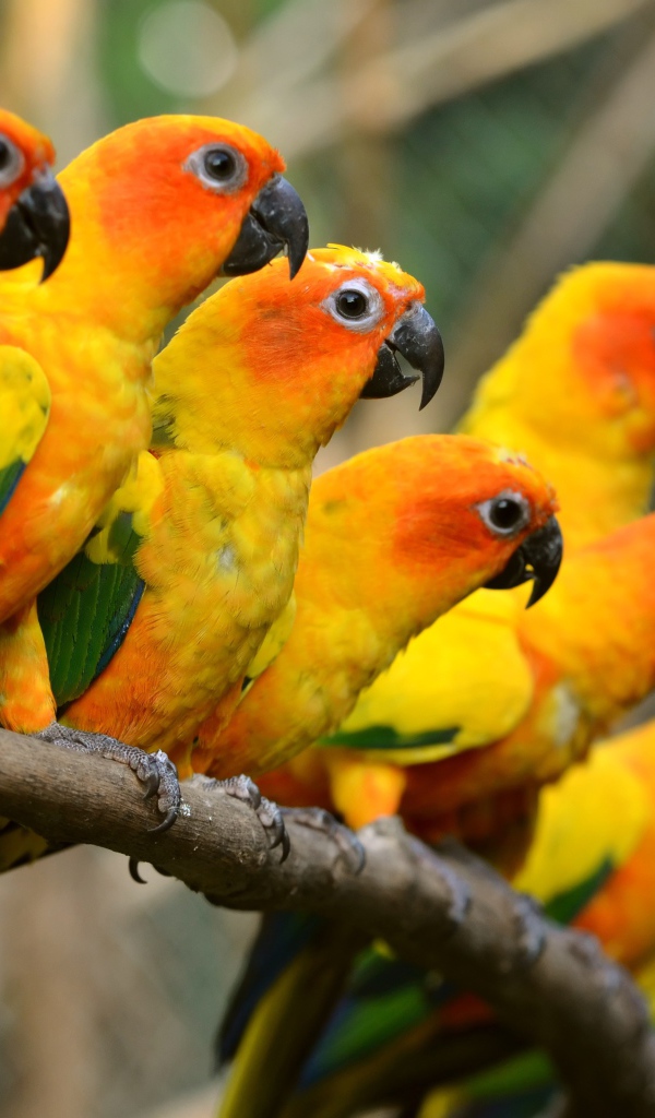 Оранжевые попугаи сидят в ряд