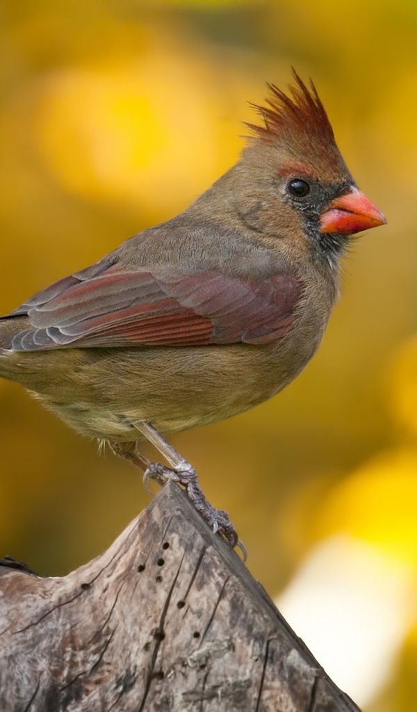 Птица Кардинал на пне