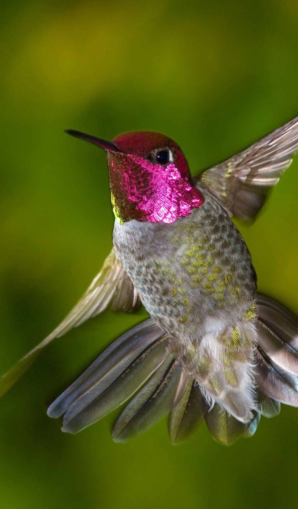 Птица Колибри с красной головой