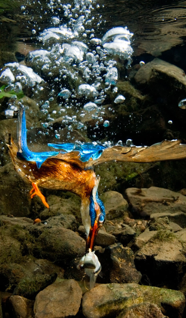 Птица нырнула в воду