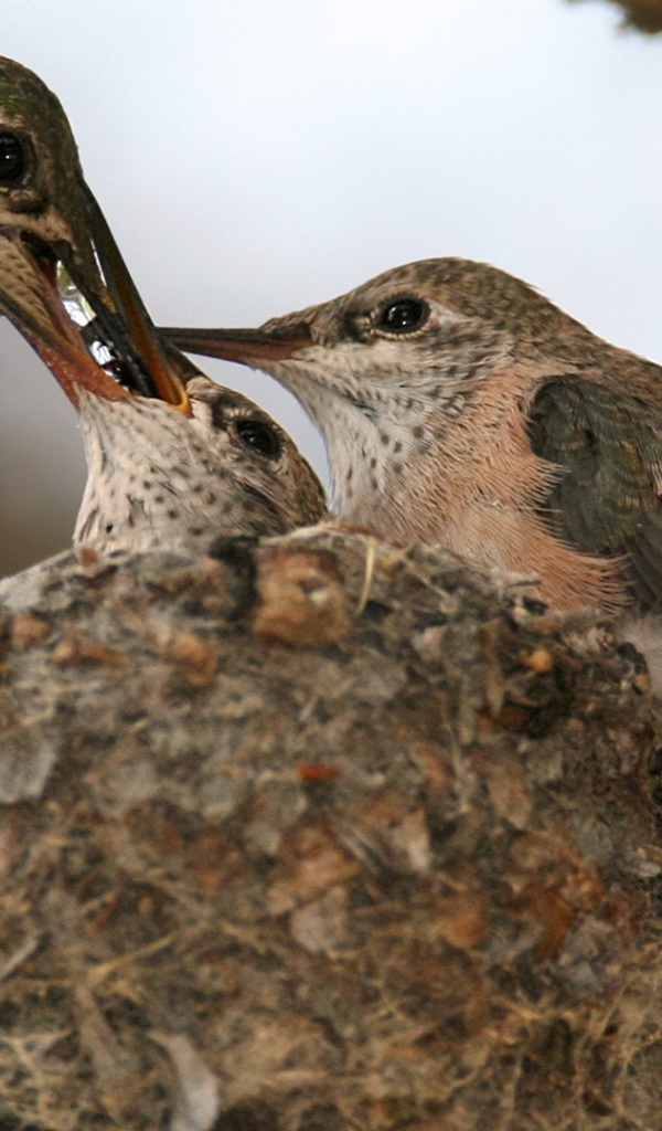 Птица кормит своих птенцов