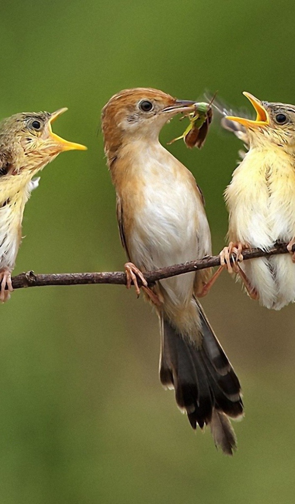 Птичка кормит птенцов на ветке