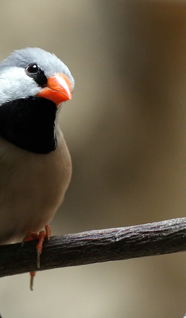 Птица с оранжевым клювом