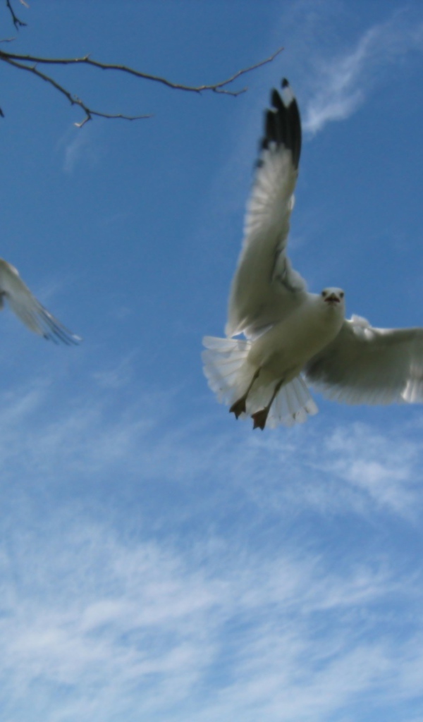 Птицы Чайки в полете