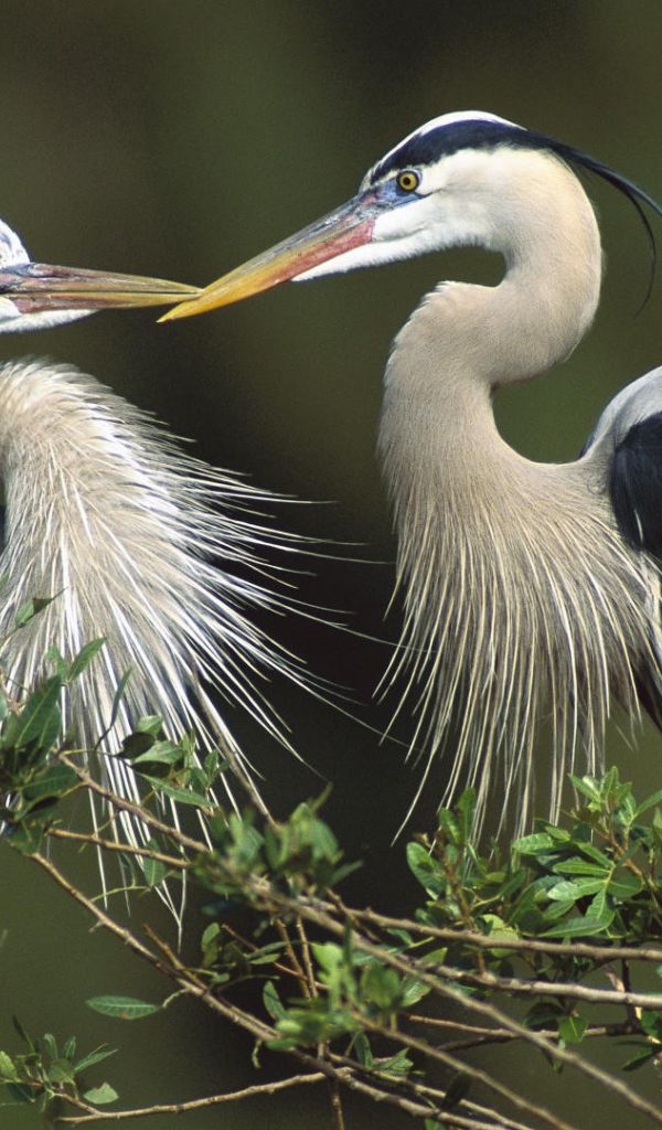 Птицы, цапли