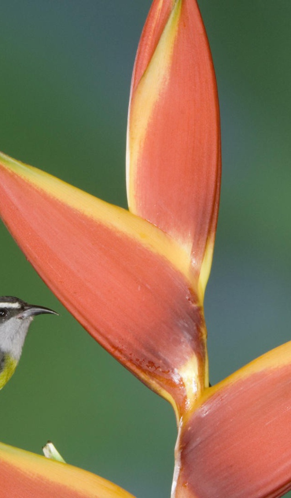 Птицы из Коста Рики