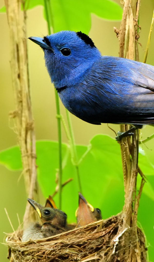 	 Синяя Мухоловка у гнезда