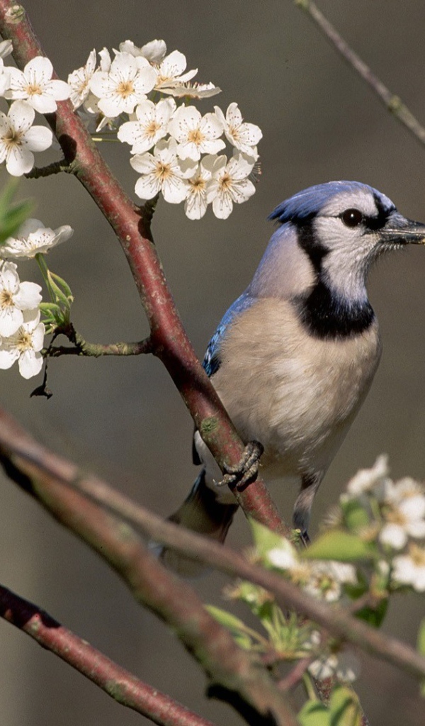 Голубая сойка
