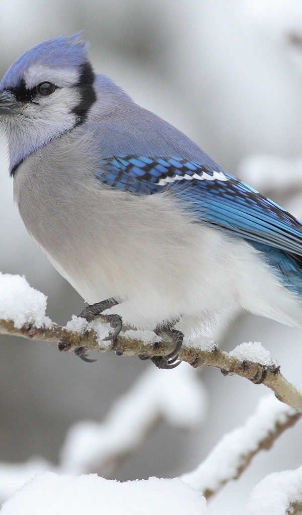 Голубая сойка на ветке