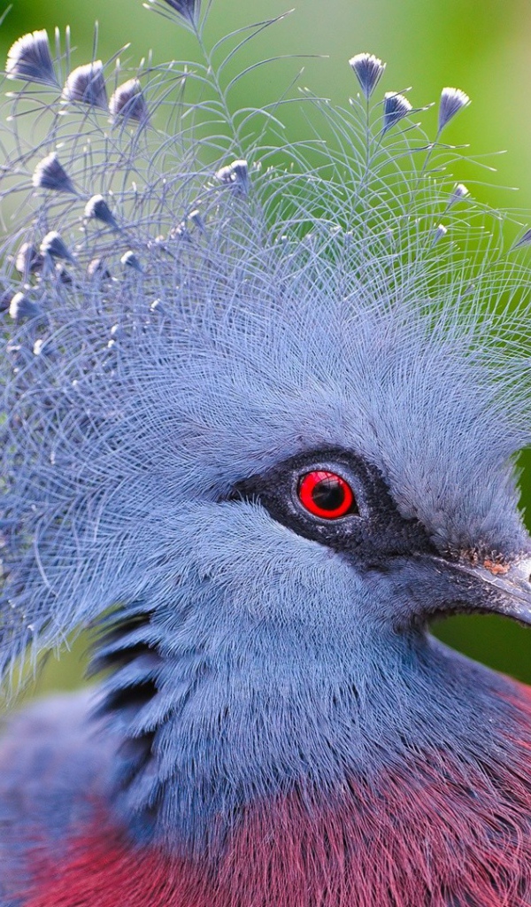 Синяя птица с красными глазами