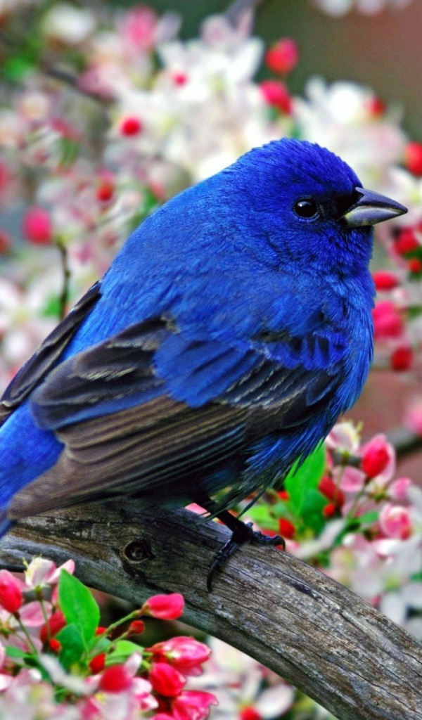 Синяя птичка на ветке