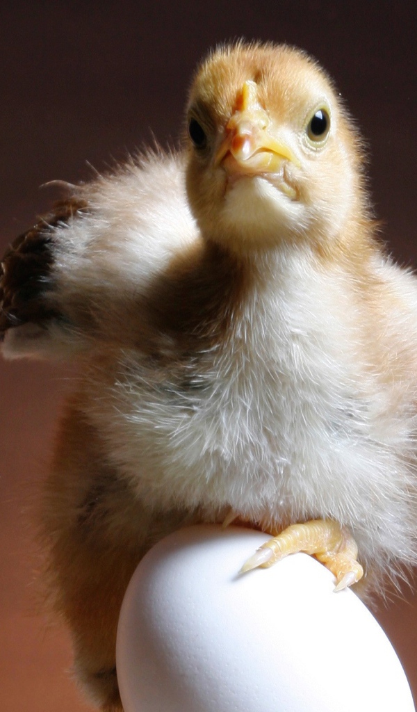 Цыпленок и яйцо