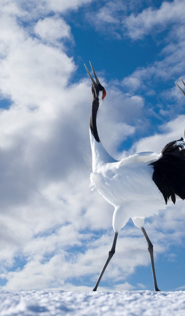 Журавли танцуют