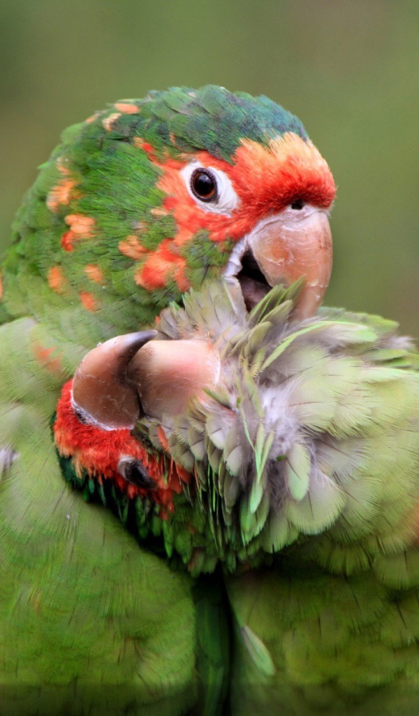 Милая пара попугаев