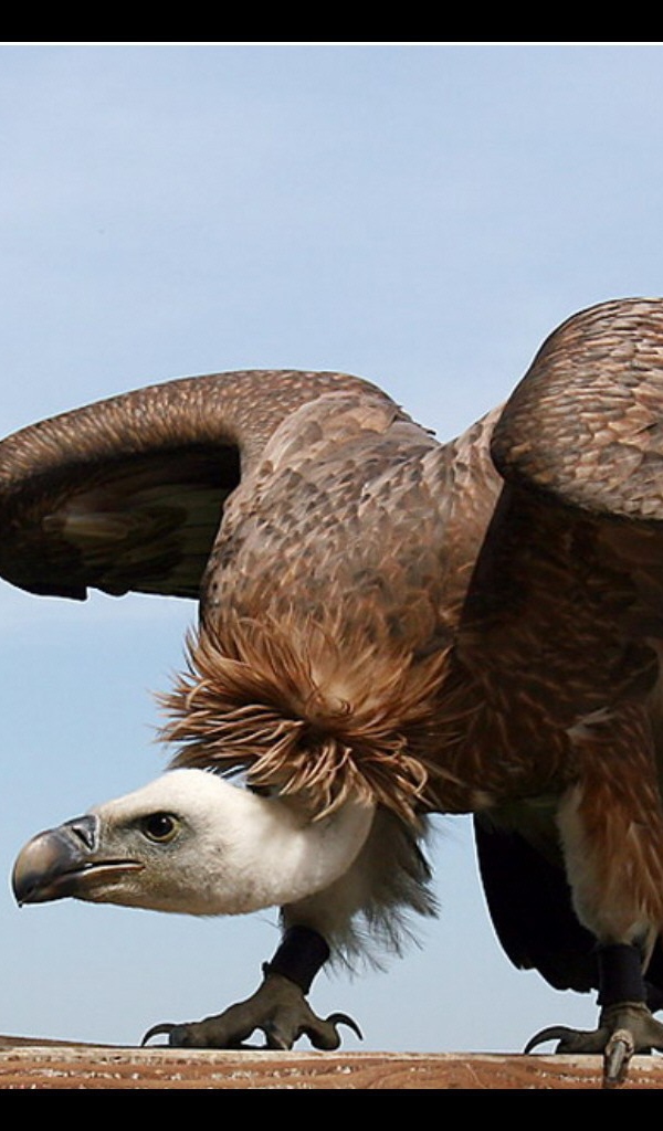 Орел взлетает