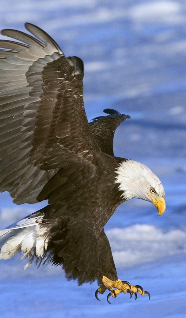 Орел атакует добычу