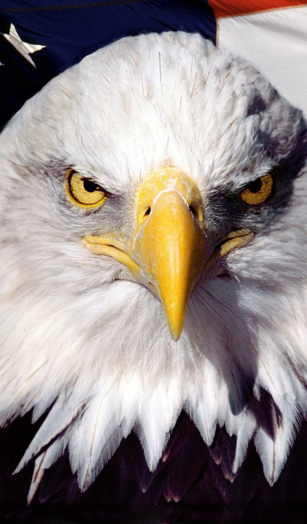 Eagle on the background of the American flag