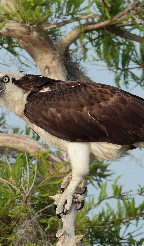 Орел сидит на дереве
