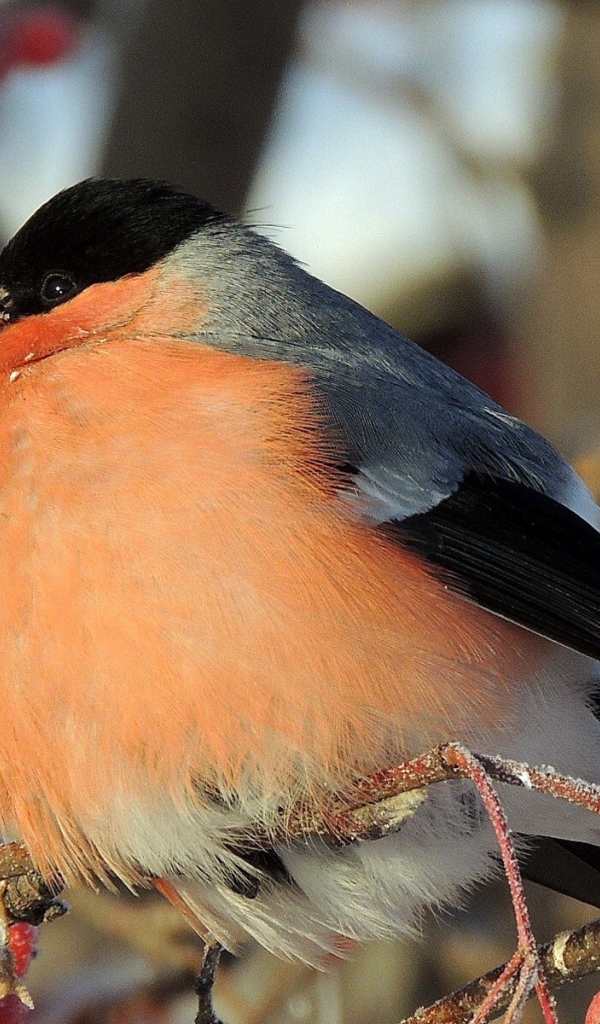 Снегирь ест мерзлую ягоду