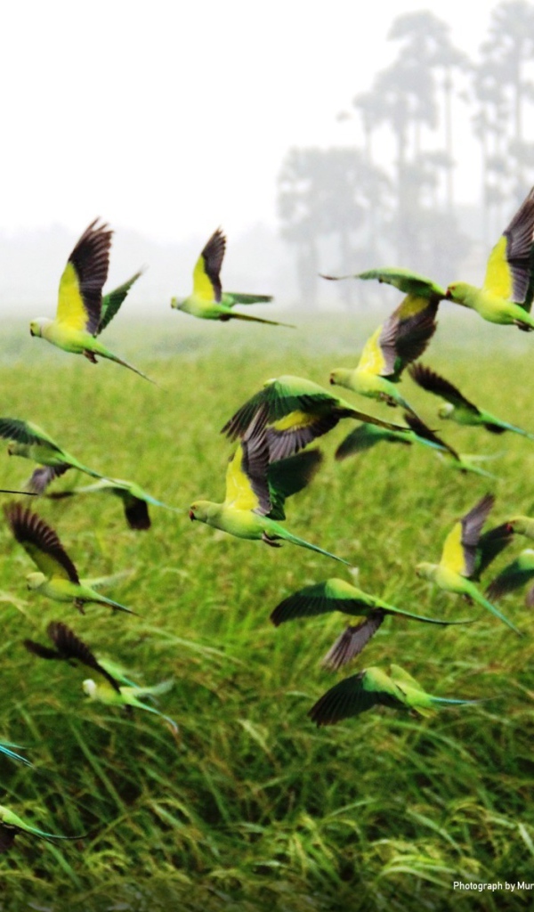 Взлетает стая попугаев
