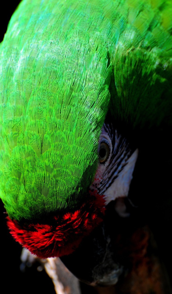 Зеленый Какаду