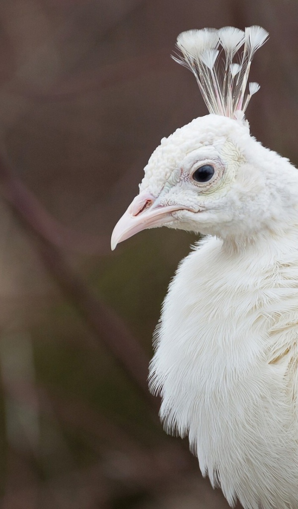 Голова белого павлина