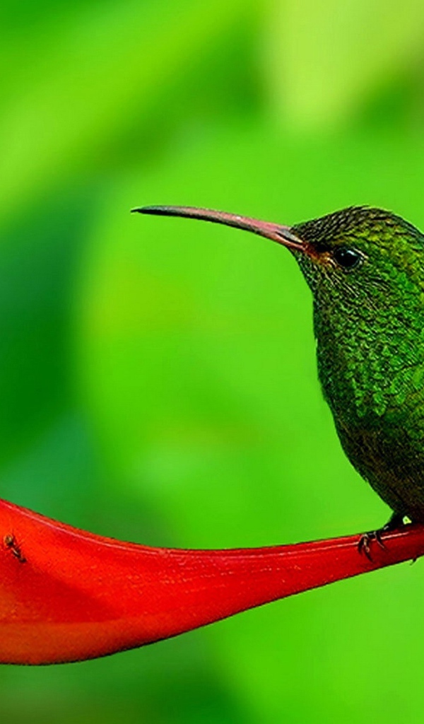 Колибри на цветке