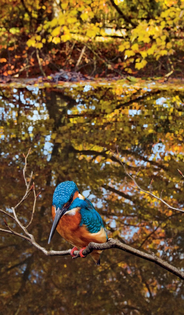 Зимородок сидит на ветке