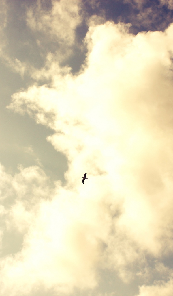 Одинокая птица в небе