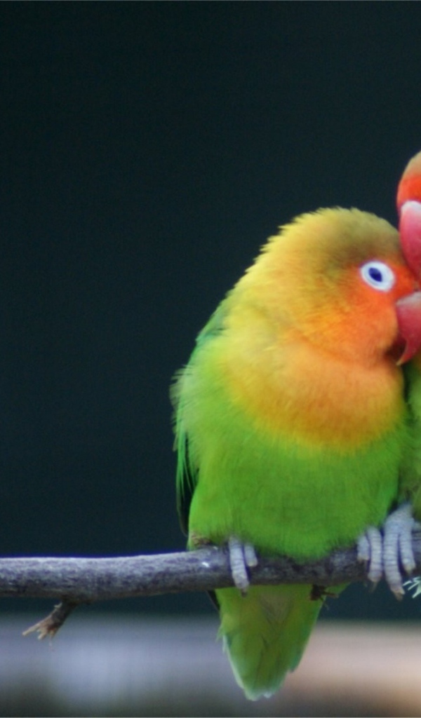 Любовь на ветке