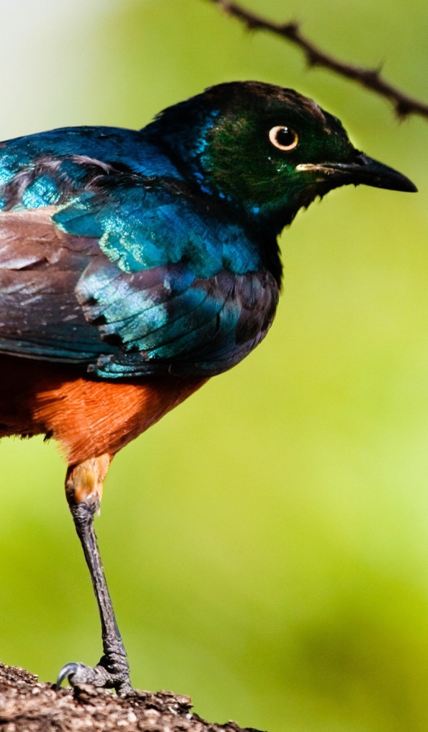 Перламутровая птица