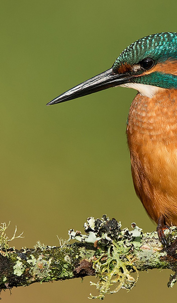 Птичка с большим клювом