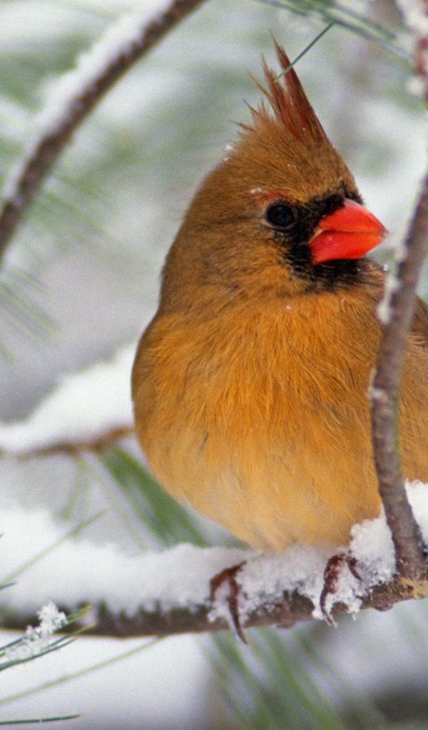 Северная птичка