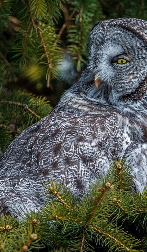 Сова сидит на дереве