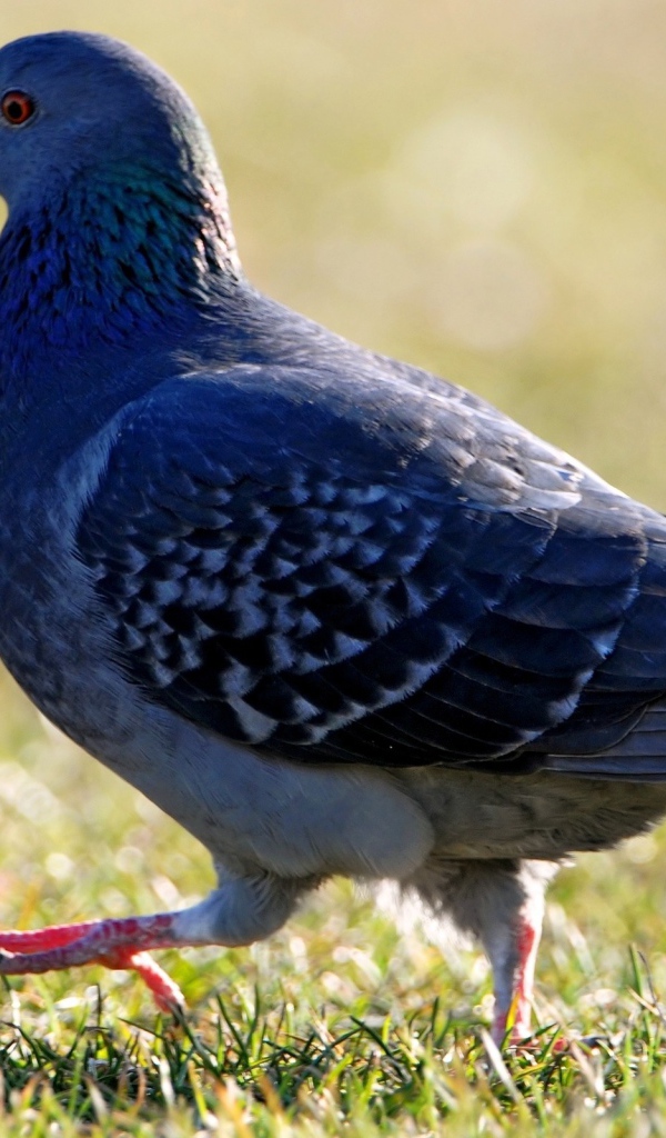 Голубь на травке
