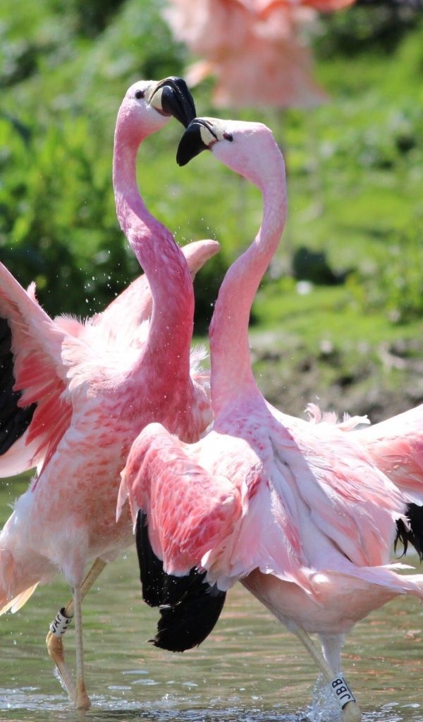 Розовые фламинго танцуют