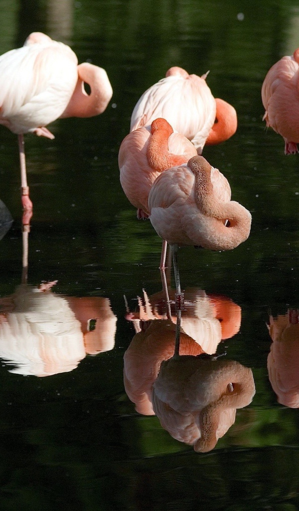 Розовые фламинго отдыхают