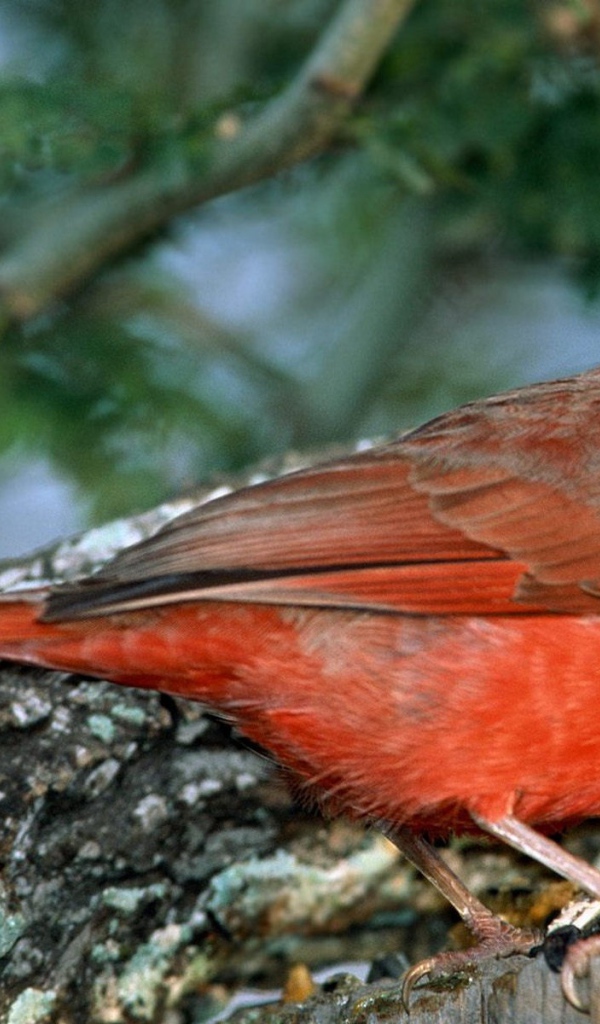 Красно грудая птица