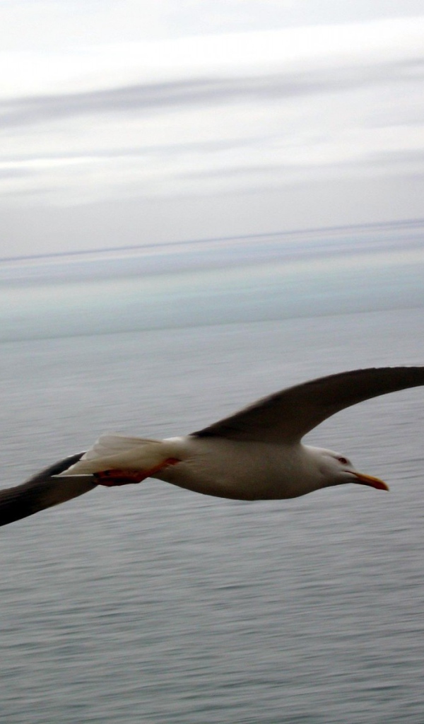 Чайка в полете