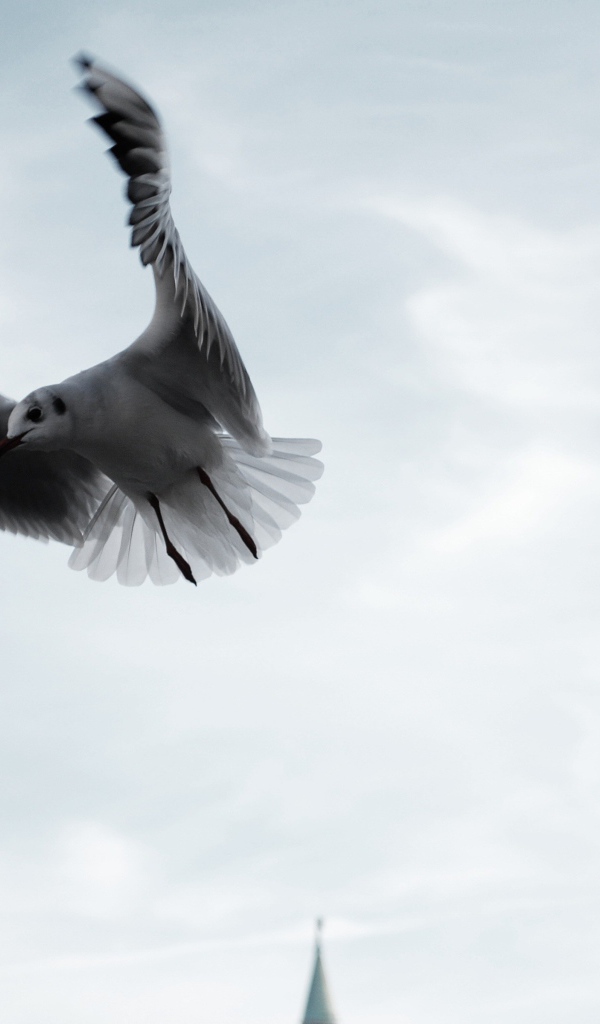 Чайка в полете по городу