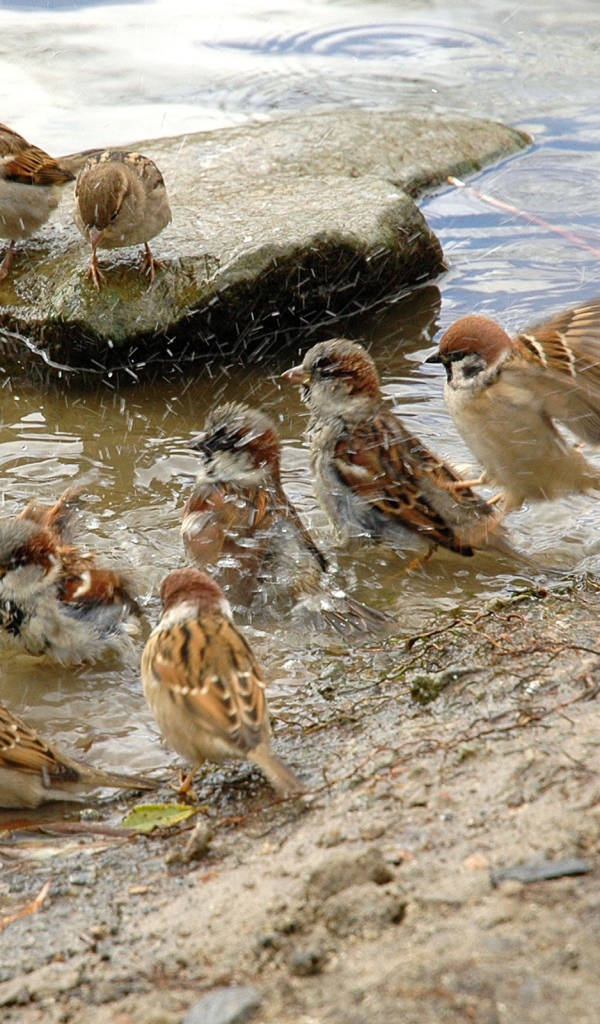Воробьи купаются