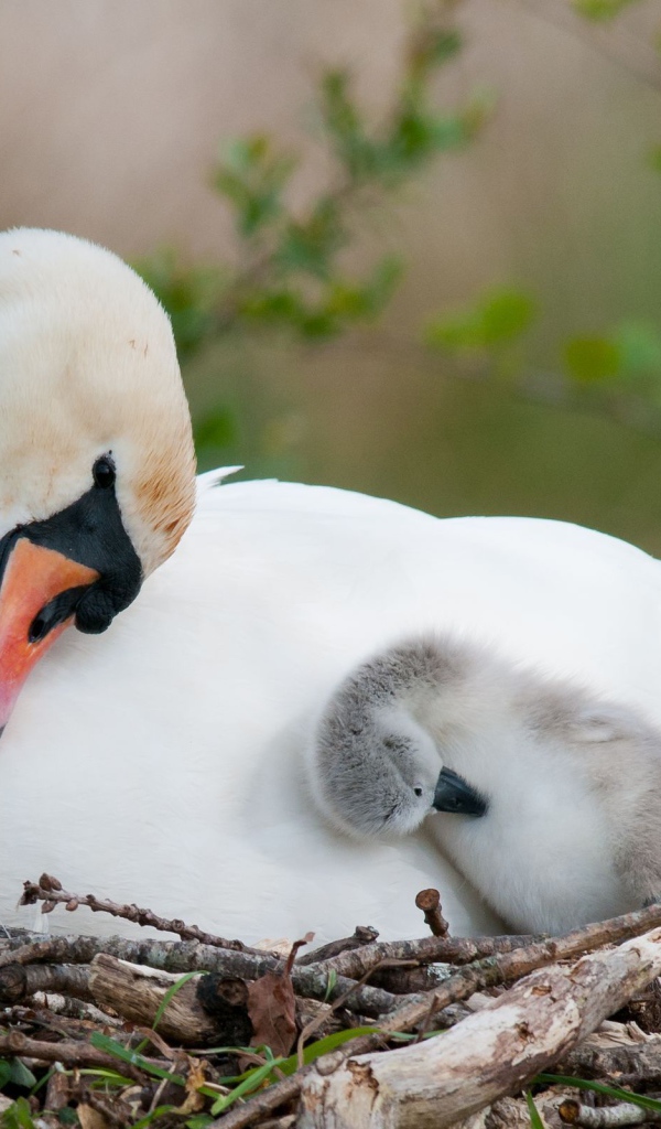 Лебедь с птенцами