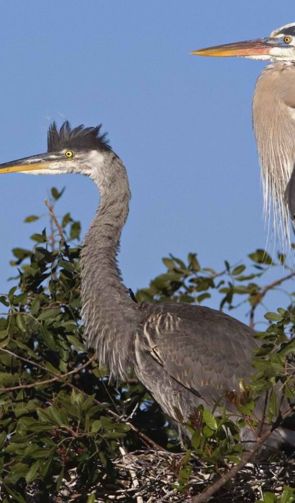 Венецианская цапля на гнезде